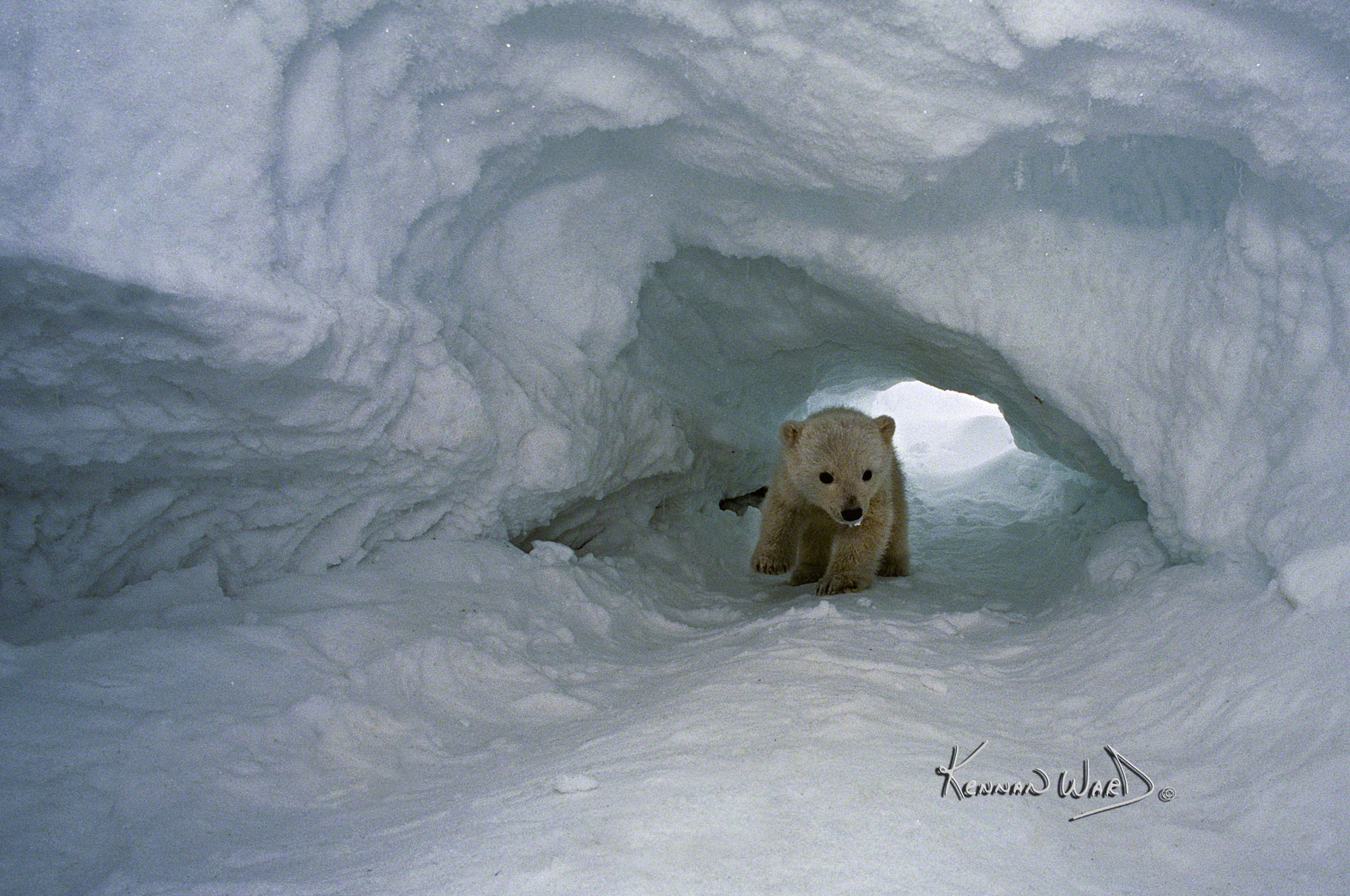 polar bear cave