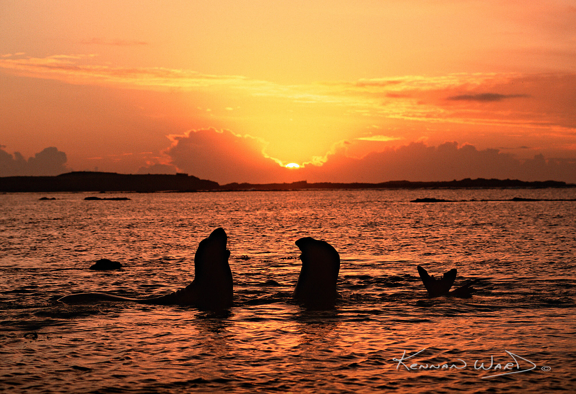 Elephant Seals Sunset