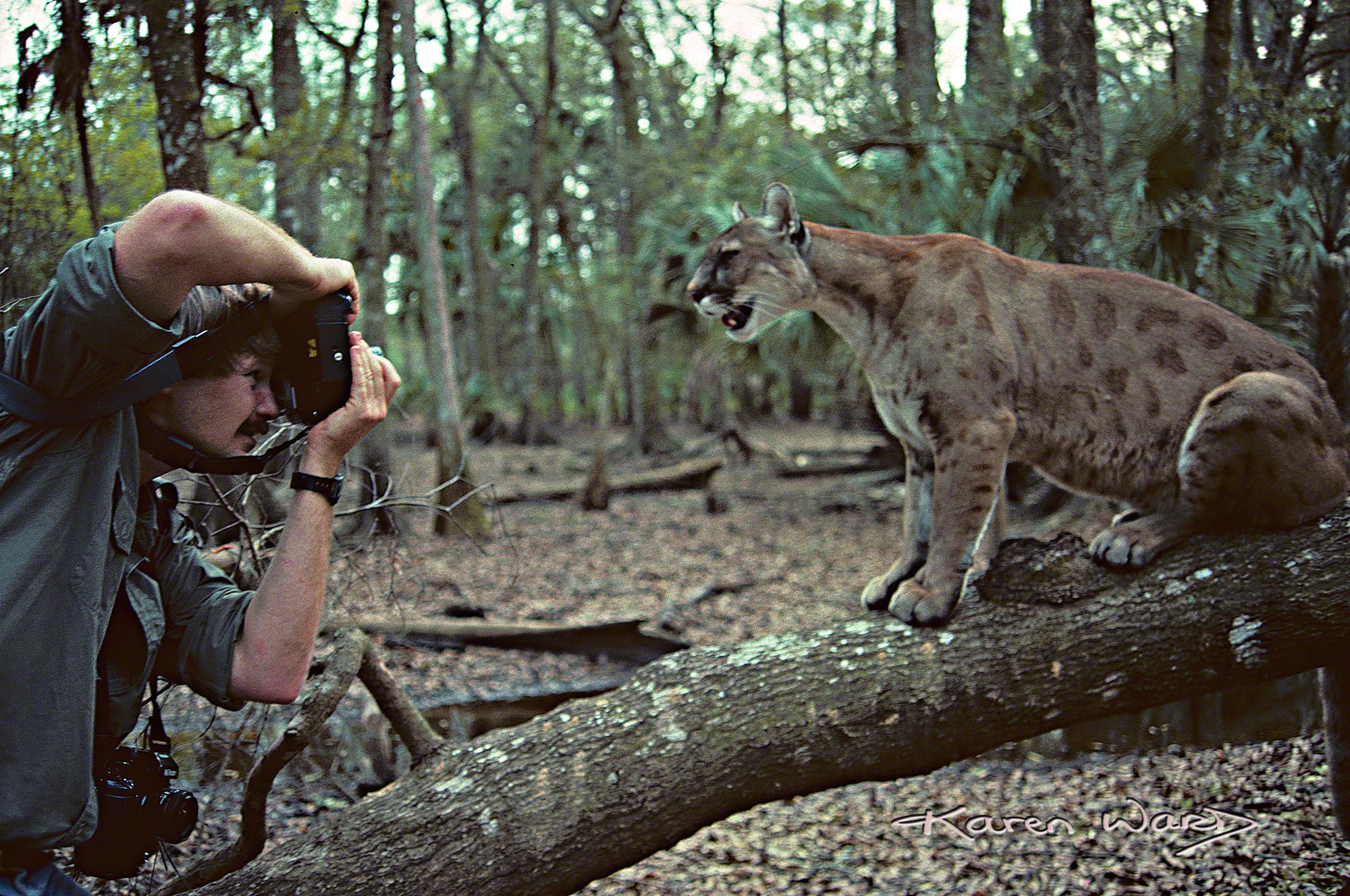 Florida Panther (Puma concolor coryi)