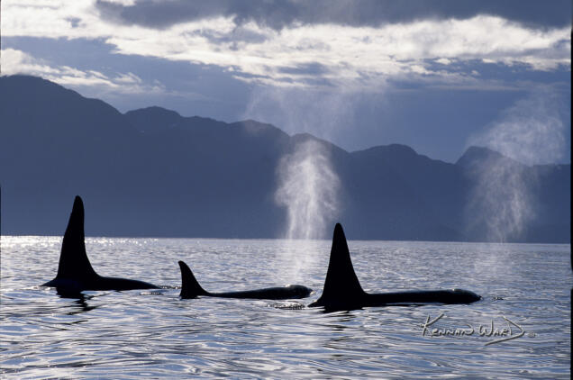 Orca Whale Trio