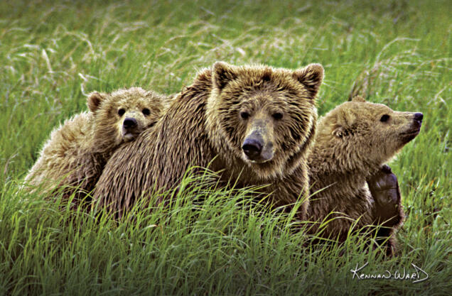 Three Brown Bears Poster