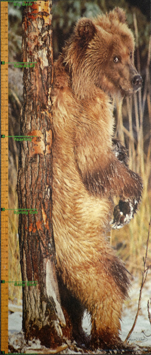 1028  Grizzly  Growth  Chart