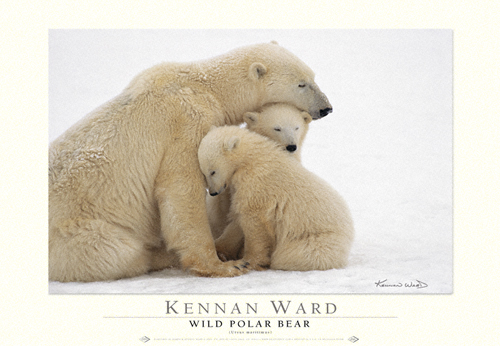 1039  Polar  Bear  Trio  Poster
