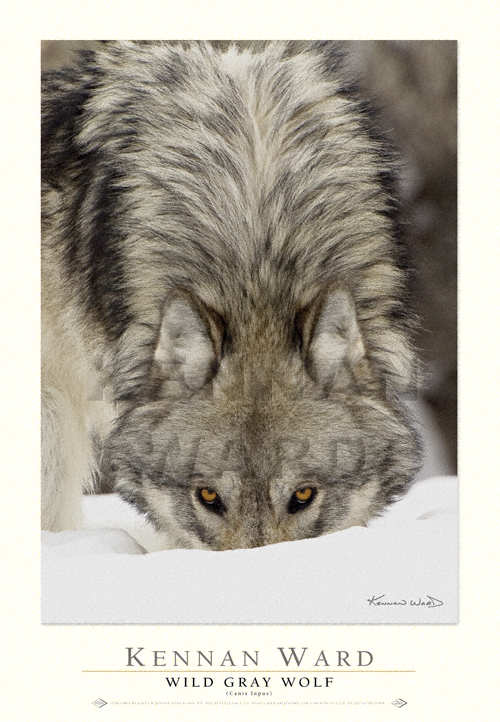 1040  Wild  Wolf  Poster