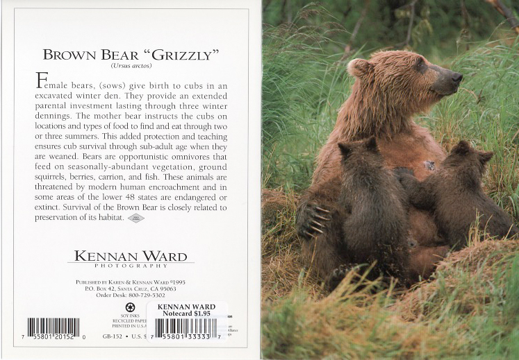 152 Grizzly Bear Mom Cubs