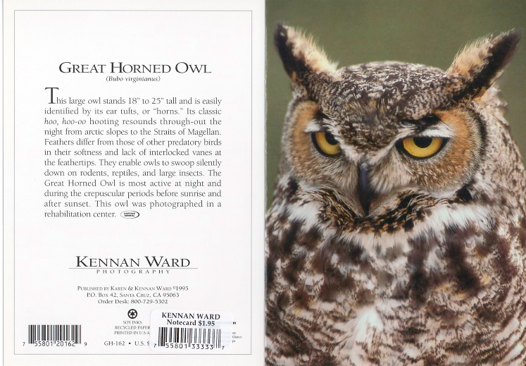 162 Great Horned Owl