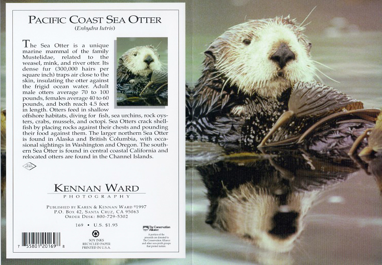 169 Sea Otterwith Kelp