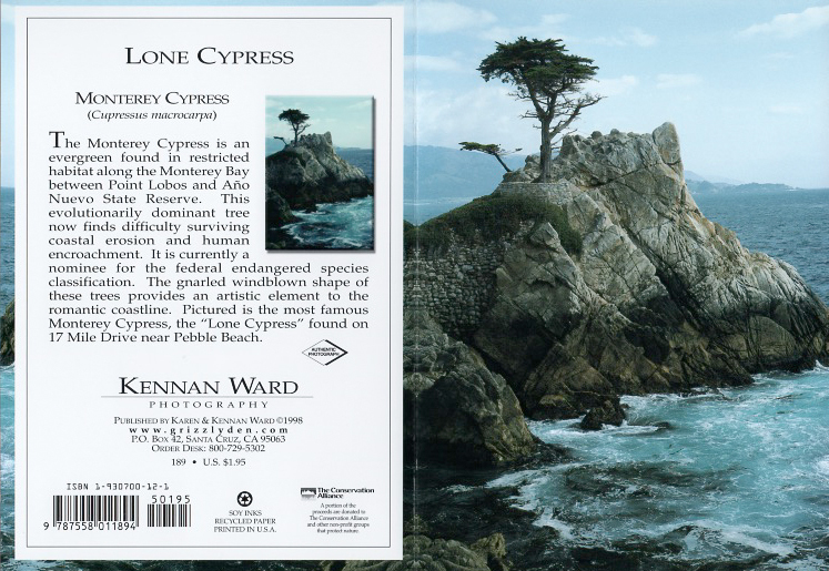 189 Lone Cypress