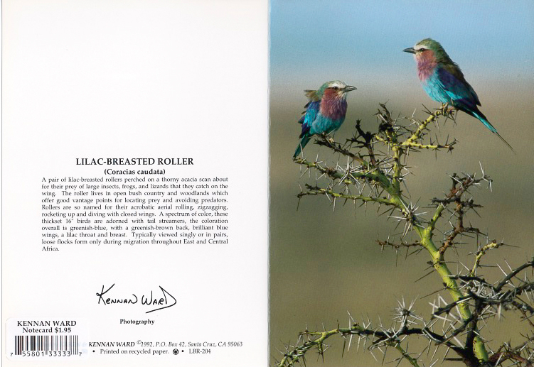 204 Lilac Breasted Roller