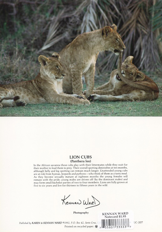 207 African Lion Cubs