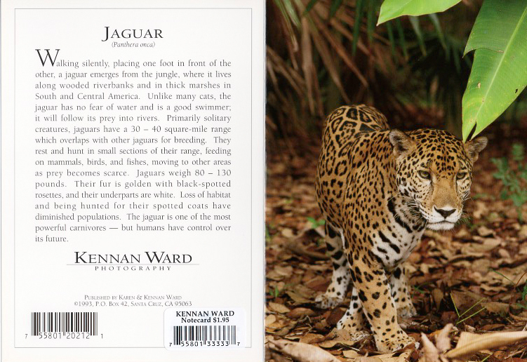 212 Jaguar