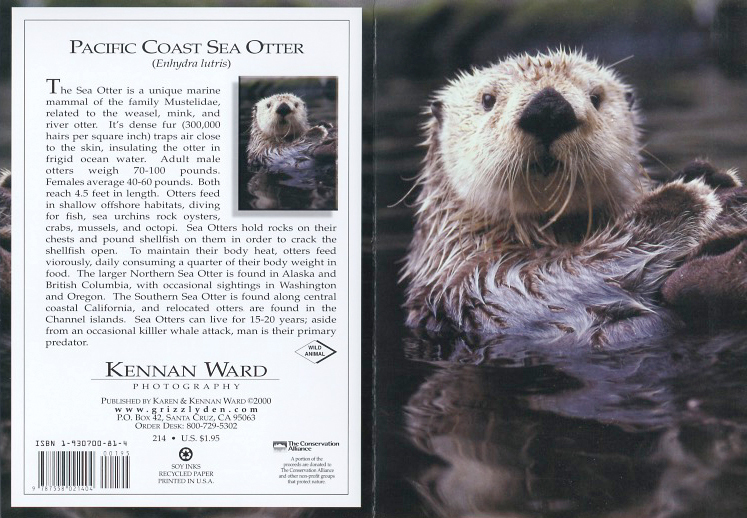 214 Sea Otter Face