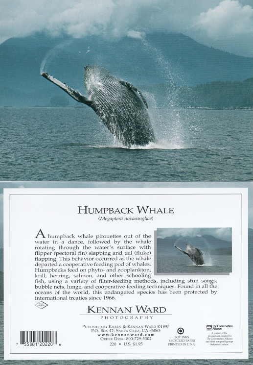 220 Whale Breach