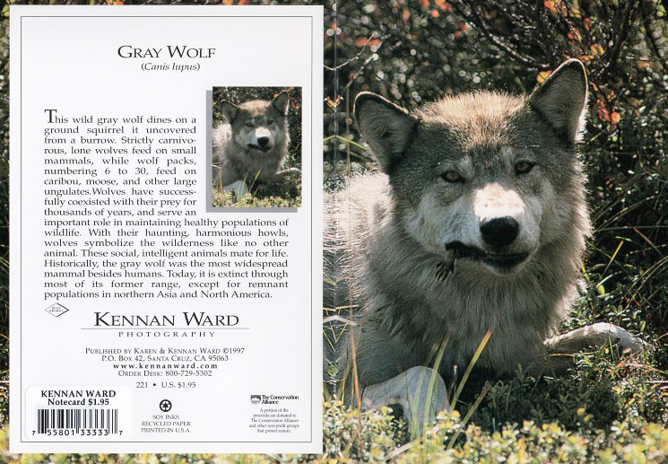 221 Gray Wolf Paw