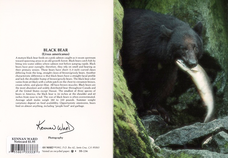 236 Black Bear