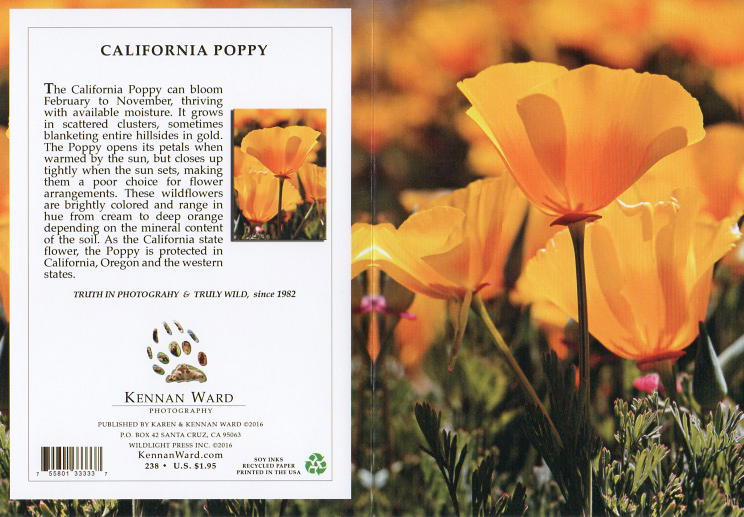 238 California Poppy