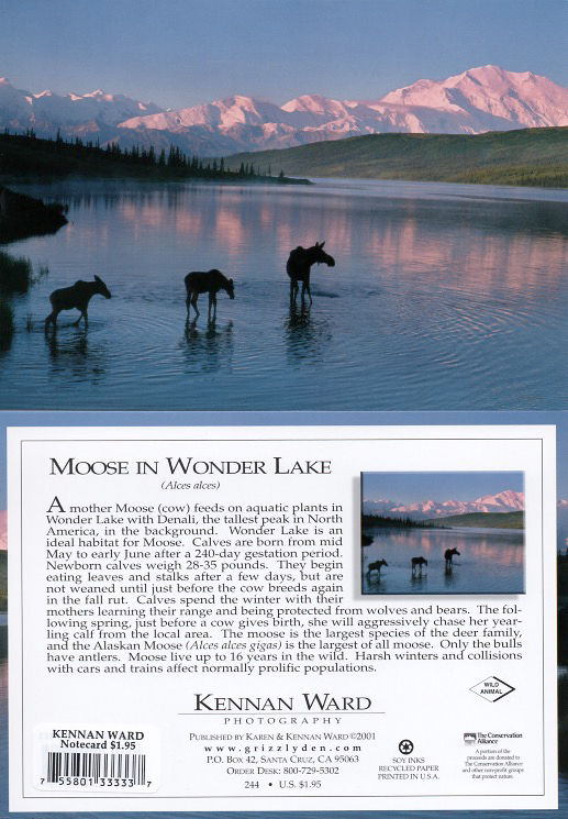 244 Moose Wonder Lake Denali