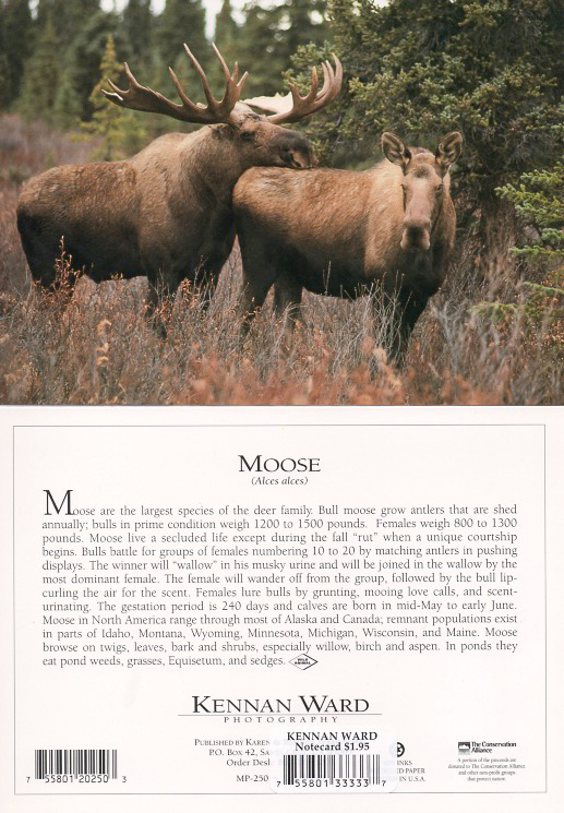 250 Moose Pair