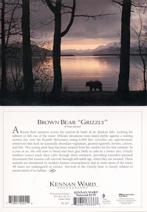 251 Bear At Naknek Lake