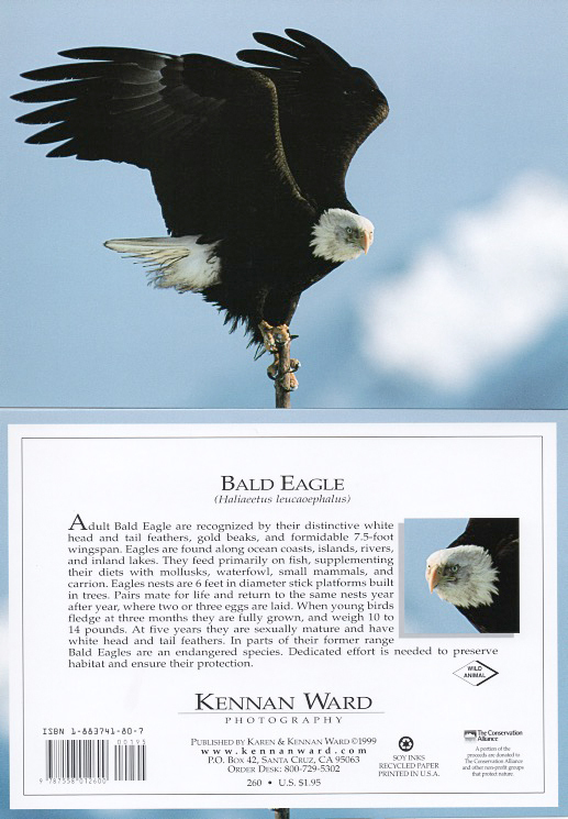 260 Bald Eagle
