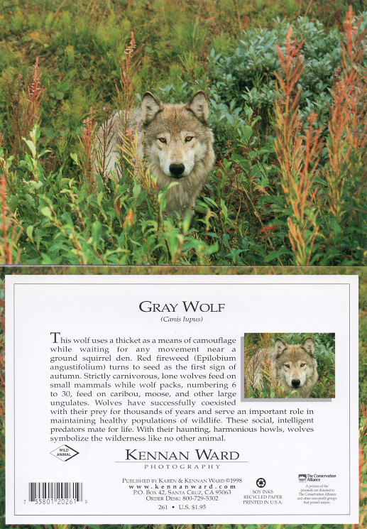 261 Gray Wolf