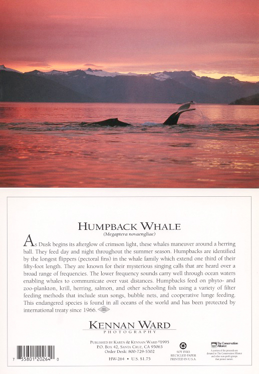 264 Humpback Whales Sunset