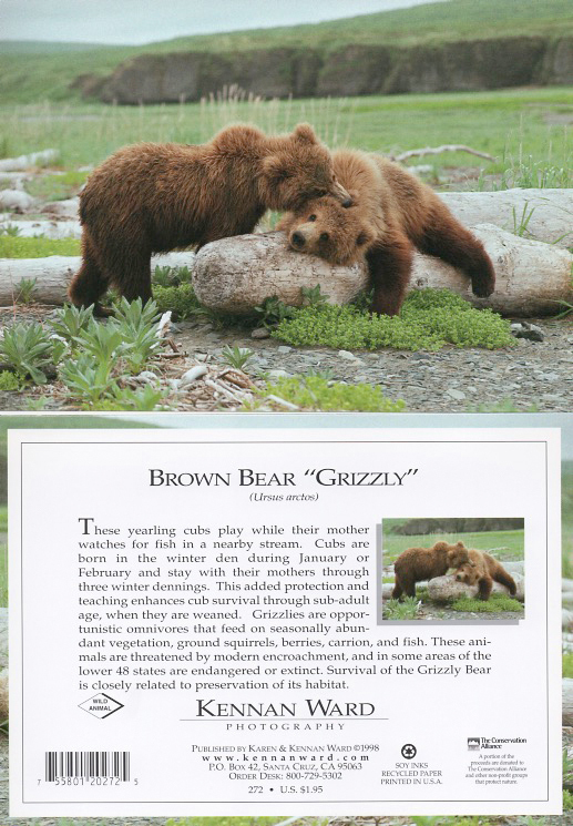 272 Two Bears On Log