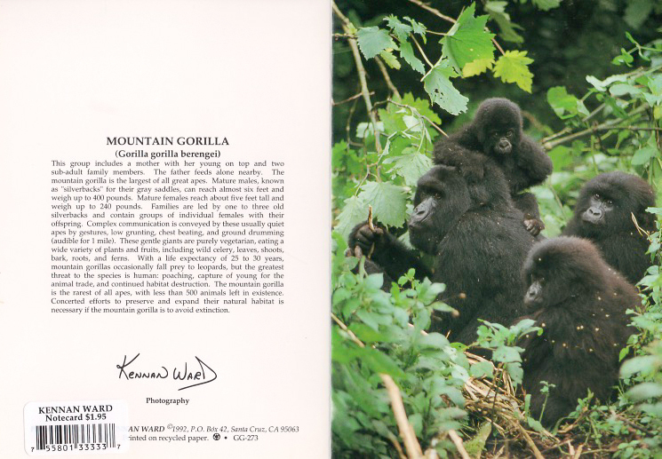273 Gorilla Group
