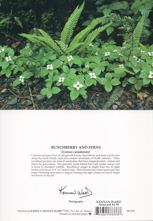 278 Bunchberry Ferns