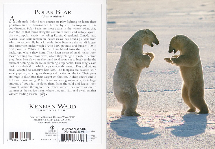 287 Polar Bear Play