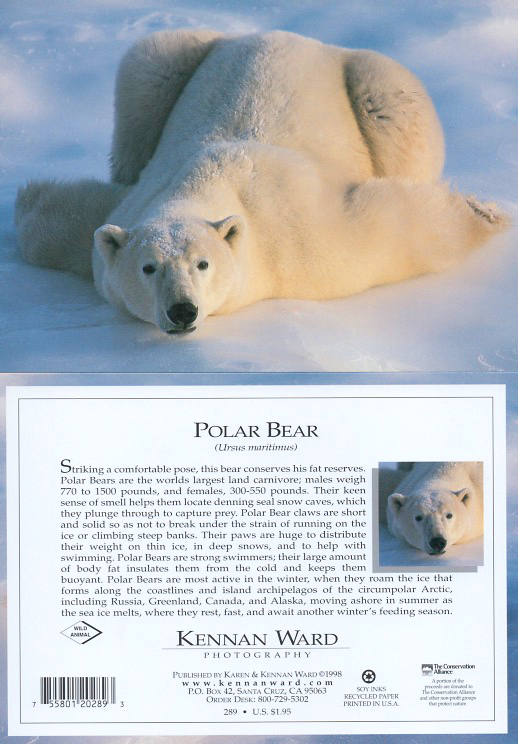 289 Polar Bear Relaxing