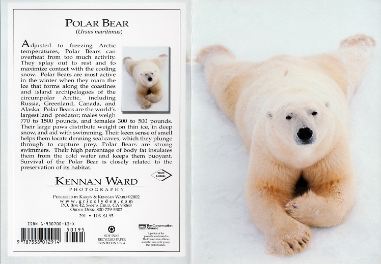 291 Polar Bear Flop