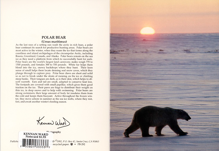 292 Polar Bear Sunset