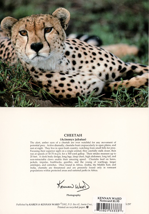 297 Cheetah
