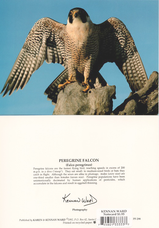 298 Peregrine Falcon