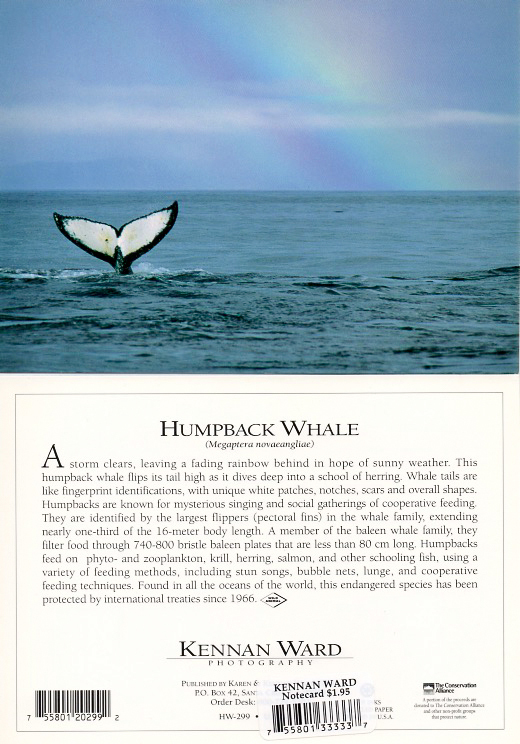 299 Humpback Whale Rainbow