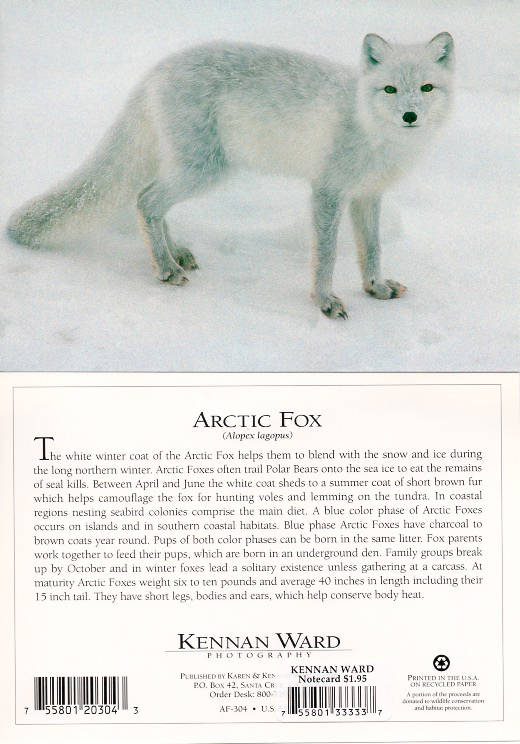 304 Arctic Fox