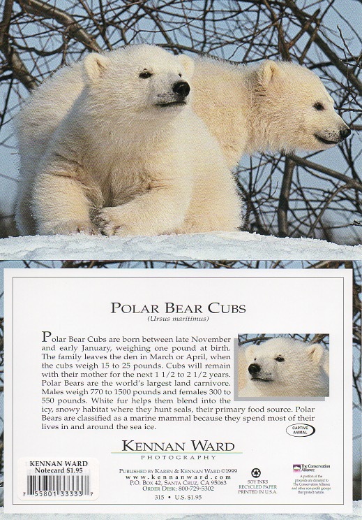 315 Polar Bear Cubs