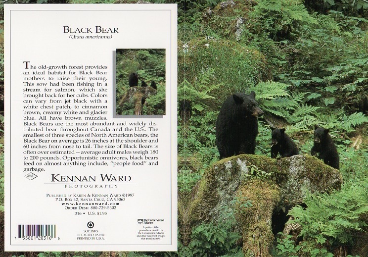 316 Black Bear