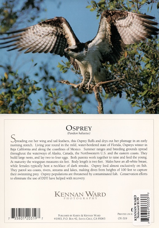 319 Osprey