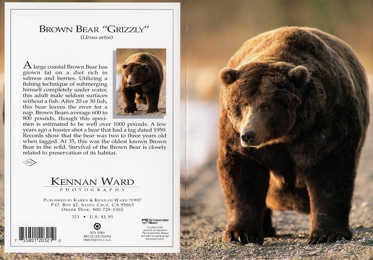 321 Brown Bear Grizzly