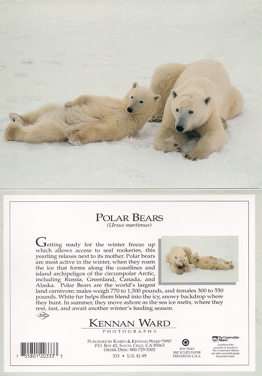333 Polar Bears