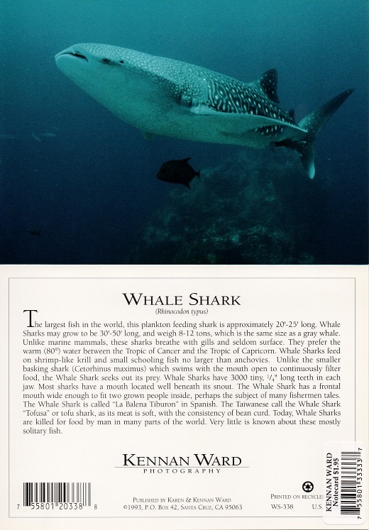 338 Whale Shark