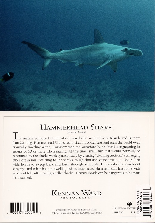 339 Hammerhead Shark