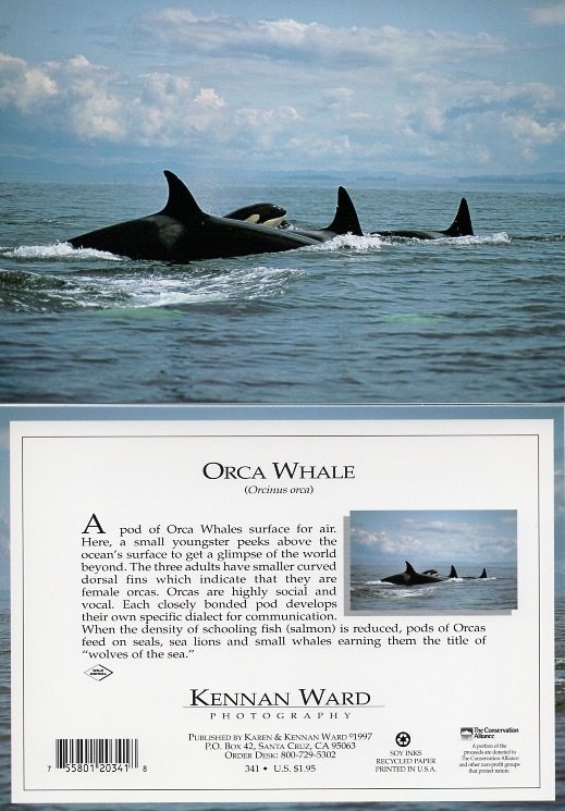 341 Orca Whale