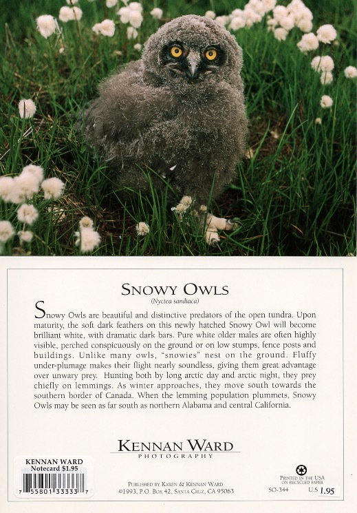344 Snowy Owls