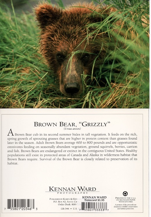 346 Brown Bear Grizzly