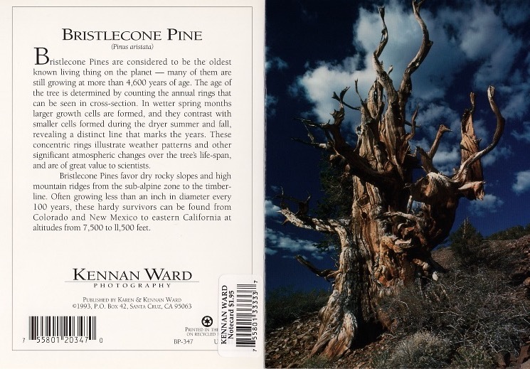 347 Bristlecone Pine