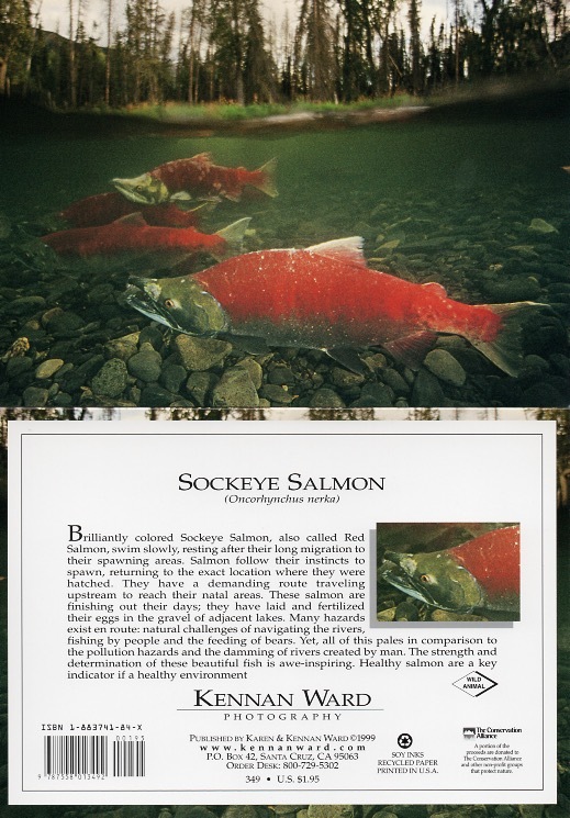 349 Sockeye Salmon