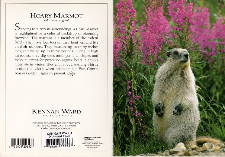 353 Hoary Marmot
